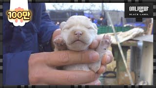 Fate Of A Puppy Born In A Hell-Like Dog Farm