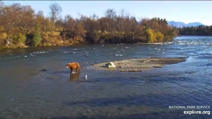 🚨 ALASKA 🚨 At last, we are - Kenai River Brown Bears