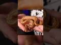 Brand New SUNSET COMBO | #ballpython #snake #reptiles #reptile #snakes