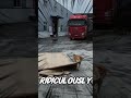 🐶😱 This Dog Helped Like a Human — Unbelievable Moment.#animals #shorts