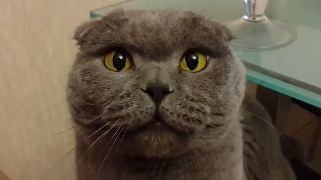 Говорящие коты фото