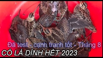 Tiếng Dẽ Giun , Sâm Giun  Chuẩn Bẫy Lưới Đêm Chim Di Cư Tháng 8 - 2023 - Đã Test Cạnh Tranh Tốt -
