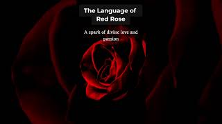 🌹 Mawar Merah 🔥Apa Arti Sebenarnya dari Mawar Merah! 🌹#MawarMerah #BahasaBunga.