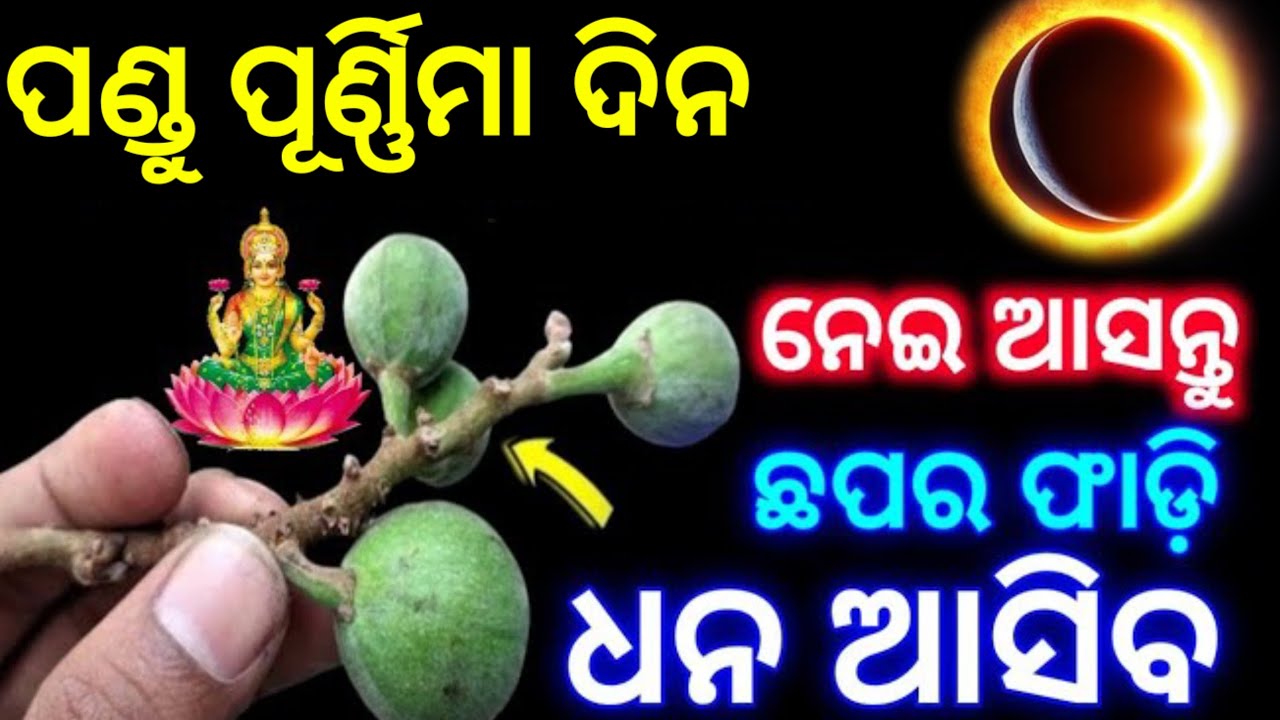 ପଣ୍ଡୁ ପୂର୍ଣ୍ଣିମା ଦିନ ଘରକୁ ନେଇ ଆସନ୍ତୁ ଏହି ଗଛର ଫଳ/pandu Purnima 2025