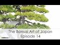 The Bonsai Art of Japan - Episode 14