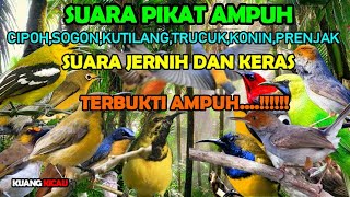 Download lagu suara pikat burung kecil paling ampuh, CIPOH,SOGON,KUTILANG,TRUCUK,KONIN,PRENJAK