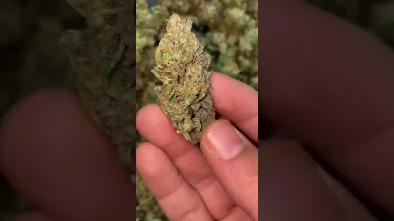 Pink runtz super gassy noses  