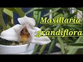 Maxillaria grandiflora описание и уход.