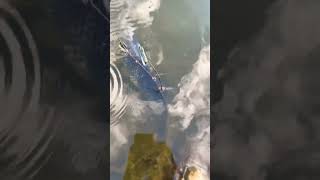 Saving Carp from spillway #fishing #carpfishing #carphotography #fish #wildlife