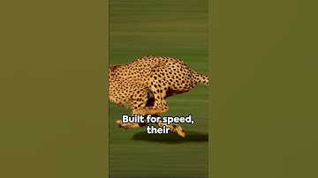 Cheetah, The Speed King | How Fast a Cheetah Really Is