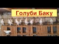 Бакинские голуби Забирова Фуада!