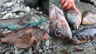 Extreme Shore Rock Fishing Mission for Lingcod, Rockfish, Perch & Eel at Muir Beach, CA