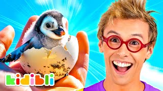 Discover Penguins and Sea Lions! | Educational Videos for Kids | Kidibli by Kidibli (Kinder Spielzeug Kanal) 133,040 views 1 month ago 4 minutes, 2 seconds