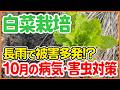 白菜栽培で失敗しない！10月に増える病気・害虫の原因と対策を徹底解説！【シェア畑】【農園ライフ】