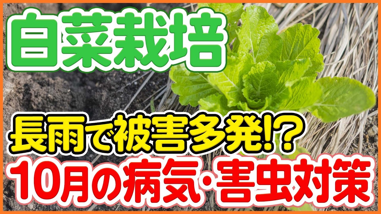 白菜栽培で失敗しない！10月に増える病気・害虫の原因と対策を徹底解説！【シェア畑】【農園ライフ】