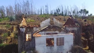 Portugal: Eucalyptus trees under fire