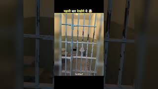 Prison Escape Mystery! 😳 | #shorts