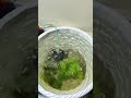 new mene tanke 🐠