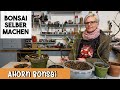 Update | Orange Dream Ahorn - AHORN BONSAI schneiden &amp; gestalten 