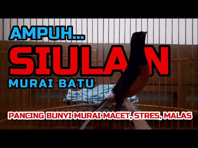 SIULAN MURAI BATU‼ AMPUH PANCING BUNYI MURAI MACET, STRES DAN MALAS BUNYI❗ class=