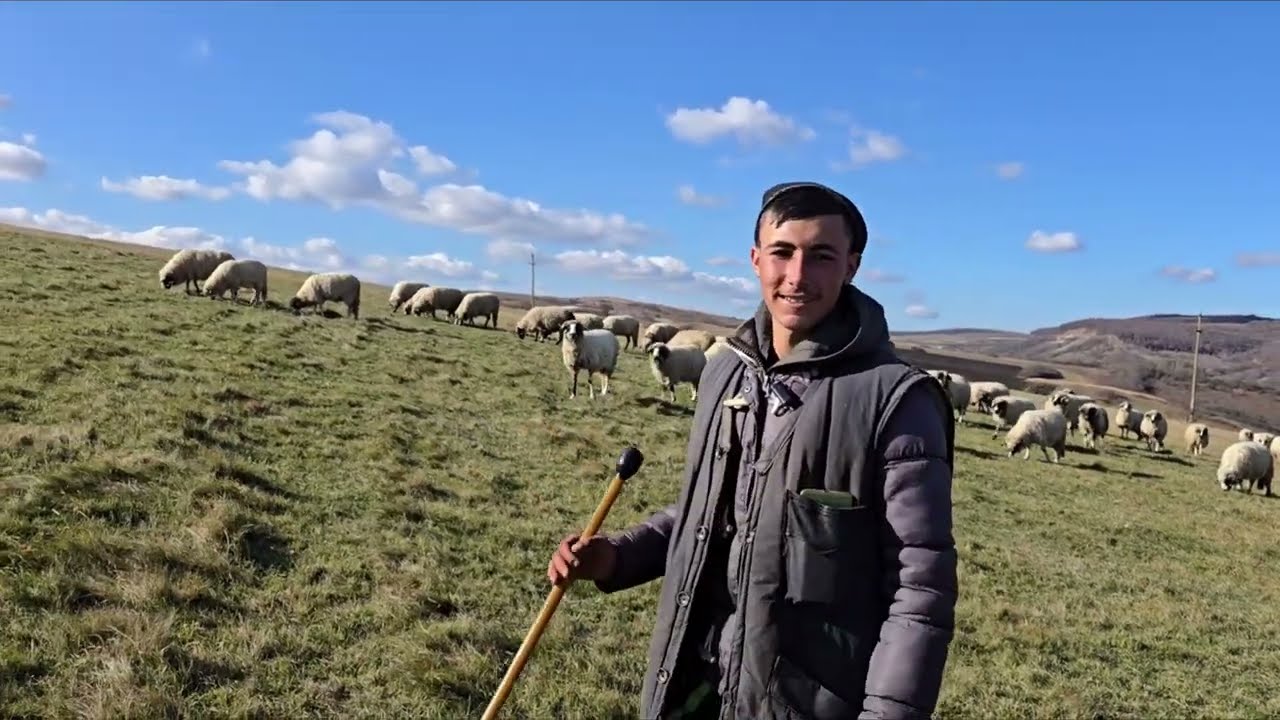 Молодой 17-летний пастух заботится о 700 овцах в уезде Клуж.
