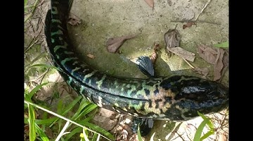 Câu cá lóc bông rừng U Minh thượng 15/8/2020 (Tập1)