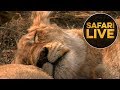 safariLIVE - Sunset Safari - August 10, 2018 - Part 1