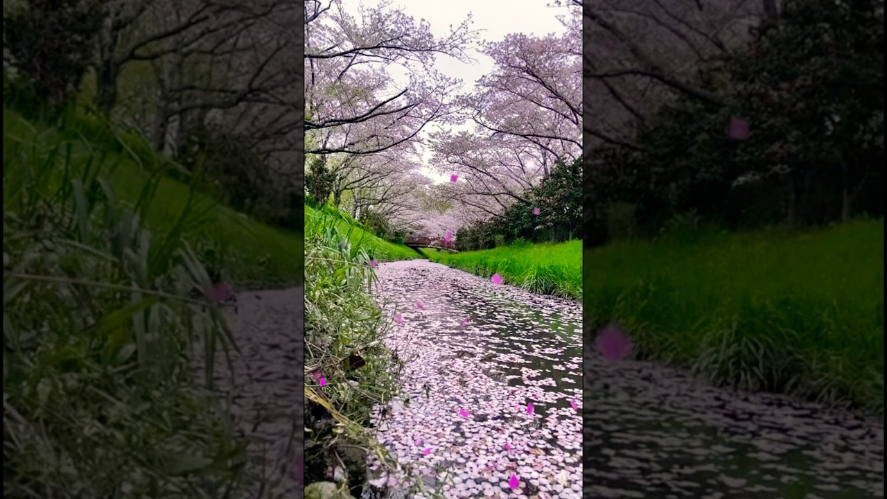 桜の最終章、水面の鏡に描かれる「花筏」に寄せて｜H.Nicky