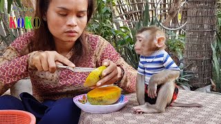 Obedient Monkey Koko Very Look Hungry But He Sits Wait Mom Peel Mango Not Mess