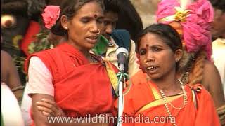 Dhimsa A Tribal Dance By Porja Caste Women