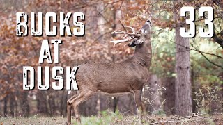Bucks at Dusk Episode #33