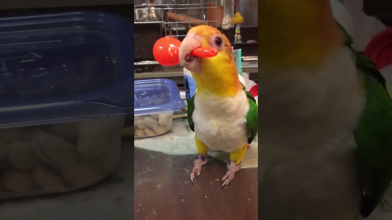 Green Thigh Parrot Plays Maraca Like A Pro
