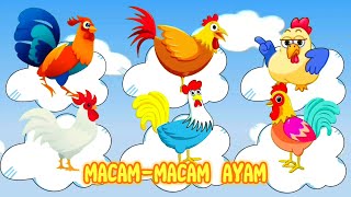 LAGU ANAK - MACAM-MACAM AYAM |  AYAM ALE 2