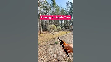 Pruning an Apple Tree #shorts #appletrees #garden #gardening #fruittrees #growyourownfood