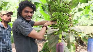 4360 Fruit Care BK Banana, VM Spray मिट्टी का स्प्रे केला फल की देखभाल Export Quality किसान पाठशाला