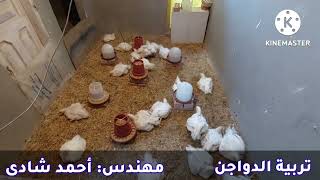 أفضل و أسرع علاج لحالات كساح الفراخ البيضا فى العمر الكبير !!😱🐔