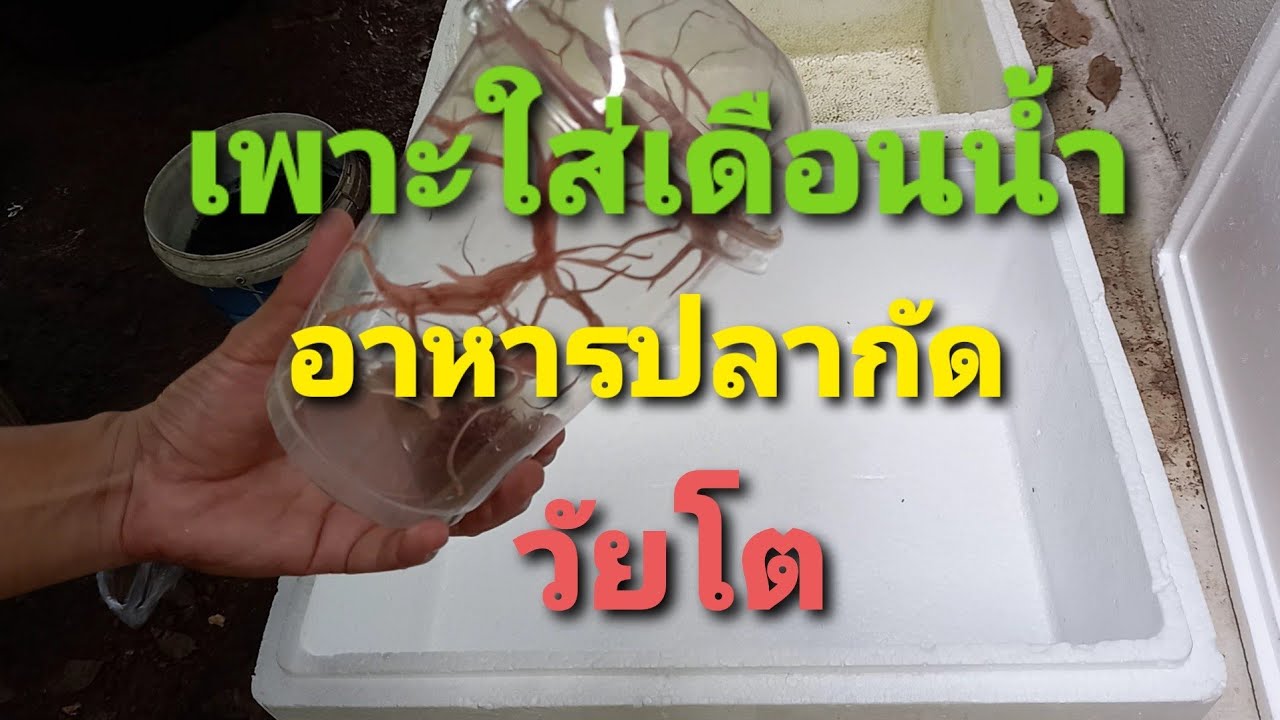 เพาะใส้เดือนน้ำ อาหารปลากัด วัยโต