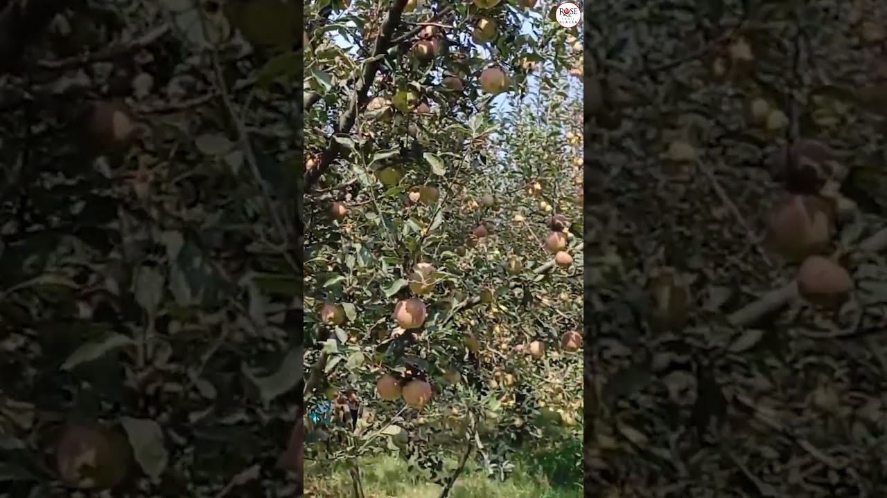 हिमाचल में सेब बागवानों पर मौसम की मार, करोड़ों का नुकसान 