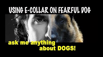 Does Using E-collar Build Confidence in a Fearful Dog -  Robert Cabral Online Dog Training