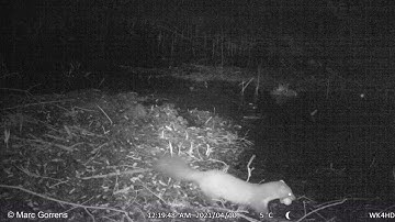 Wildcamera unieke beelden van steenmarter die zijn jongen overbrengt Rundvoort Oelegem 10 april 2021