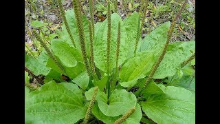 Patlagina - Planta care trateaza 1001 de boli