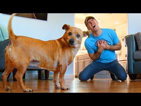 Faking My Death In Front of My Dog - Funny Dog Reacts