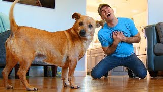 Faking My Death In Front of My Dog  Funny Dog Reacts