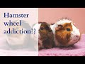Hamsters overly obsessed with the hamster wheel? | hamster wheel addiction