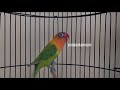 Lovebird Fighter Dengar Ini Langsung Ikutan Ngekek Panjang Mp3 - Mp4 Download