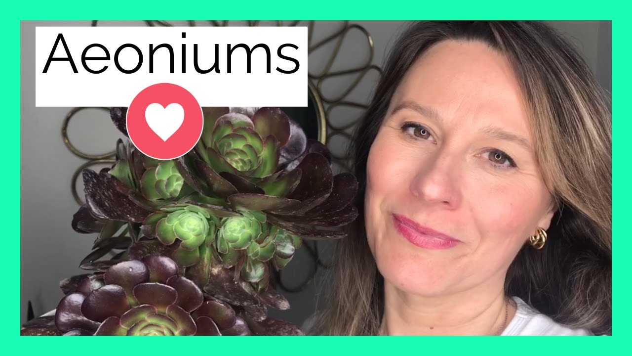 Cómo Cuidar AEONIUM ➡️ La Guía Completa 👩‍🌾