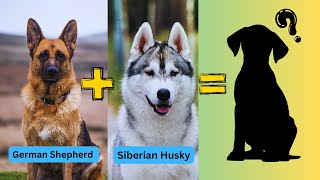 Top 25 German Shepherd Dog Mix Breeds: A Blend of Intelligence and Beauty