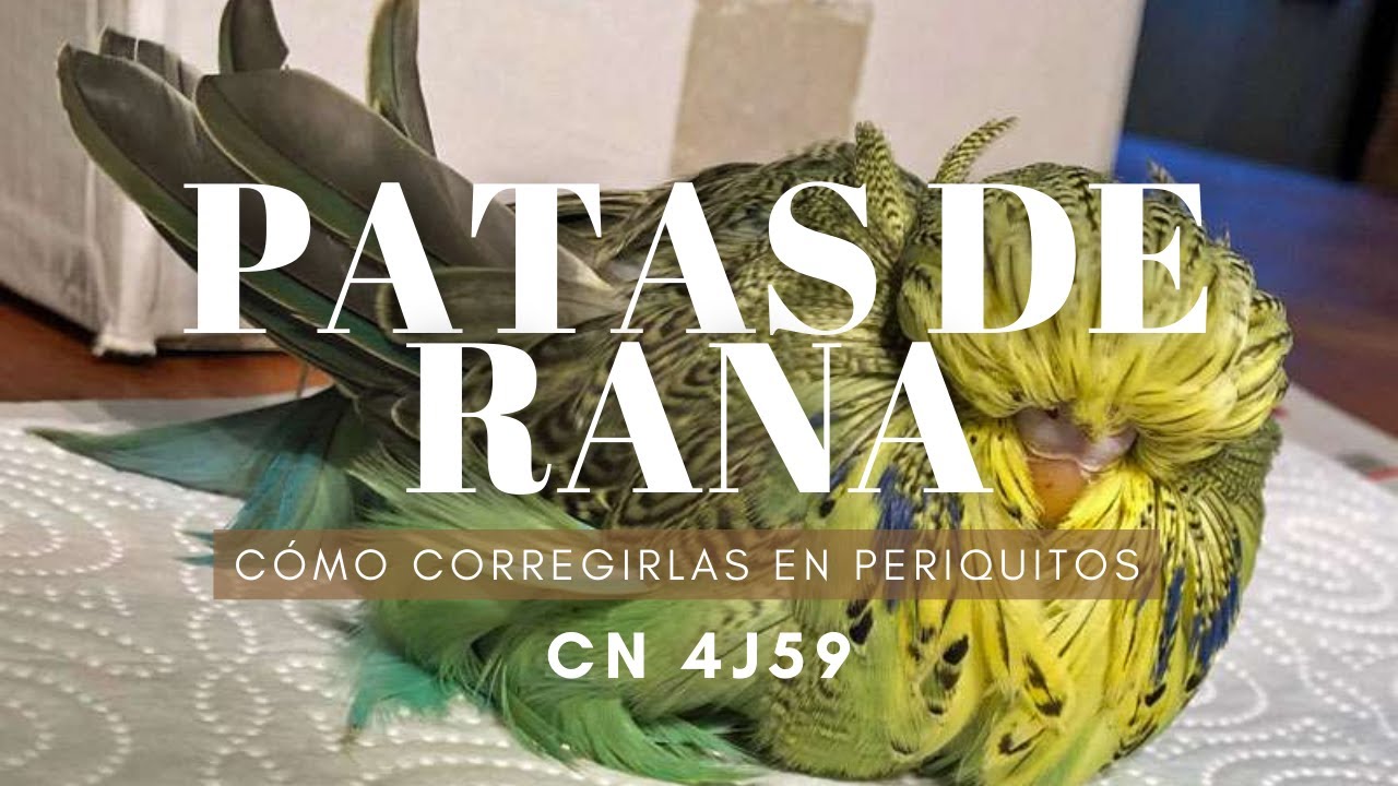 Como corregir las patas de rana en periquitos