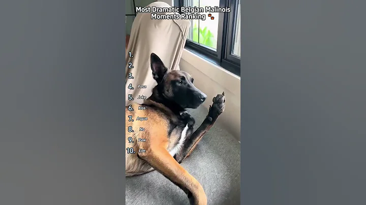 “Why Belgian Malinois Are the Most Dramatic Dogs Ever! The Drama King Has Entered".