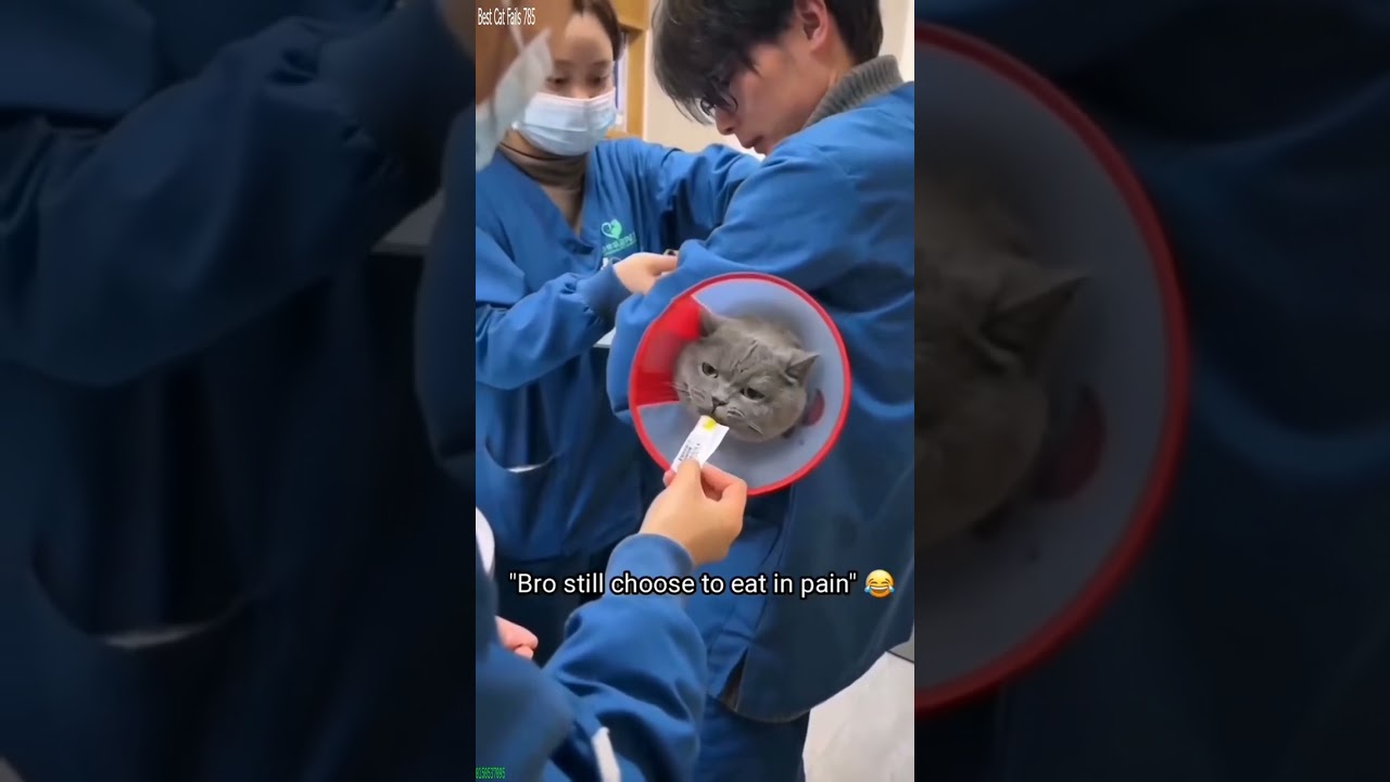 Funny Pets 🐱 funny cats talking 😻 # Part 8025